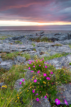 black head,erratic,flowers,june,murrooughtoohy,pink,summer,sunset,coast