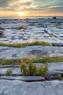 black head,fanore,flower,july,murrooughtoohy,summer,sunset,coast,golden