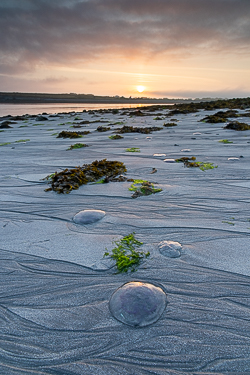 jellyfish,july,kinvara,new quay,rill,summer,sunrise,beach,coast