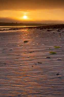 golden hour,jellyfish,july,kinvara,new quay,rill,summer,mist,sunrise,coast