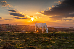 animal,february,golden hour,horse,parknabinnia,roughan,sunset,winter,hills
