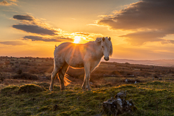 animals,february,golden hour,horse,parknabinnia,roughan,sunset,winter,portfolio,hills