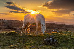 animals,february,golden hour,horse,parknabinnia,roughan,sunset,winter,hills