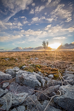 evening,golden,lowlands,march,portfolio,roots,sunset,sunstar,winter