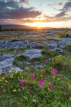 flowers,may,orange,spring,sunrise,sunstar,orchids,golden,lowland