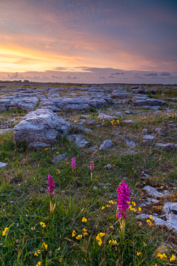 flowers,may,orchids,spring,sunset,lowland,golden