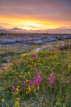 flowers,may,orchids,spring,sunset,lowland,golden