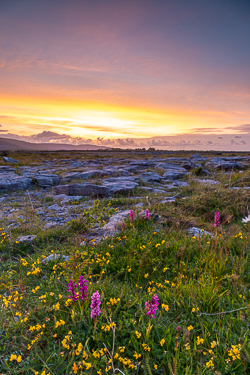 flowers,may,orchids,spring,sunset,lowland,golden