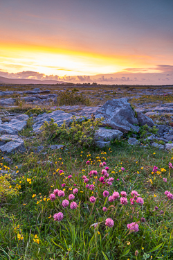 flowers,may,honeysuckle,spring,sunset,lowland,golden