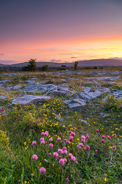 afterburn,dusk,flowers,long exposure,may,spring,sunset,portfolio,honeysuckle,lowland