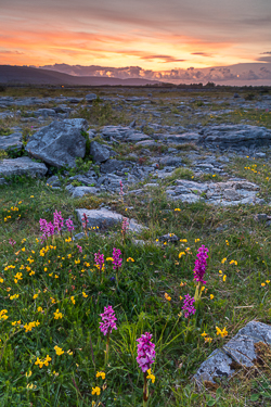 afterburn,dusk,flowers,long exposure,may,orchids,spring,sunset,coast