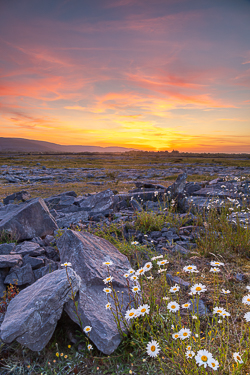 daisies,dusk,flowers,may,spring,sunset,lowland,orange