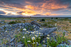 daisies,flowers,june,lowland,spring,sunset