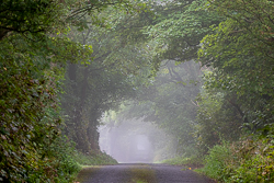 mist,september,summer,trees,lowland