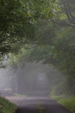 mist,september,summer,trees,lowland