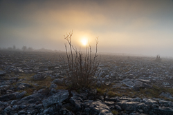 january,lowlands,mist,shrub,sunset,winter,lowland