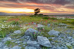 daisies,flowers,june,lowland,orange,spring,sunset,valerian