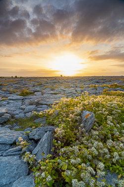 august,flower,golden,lowland,summer,sunrise