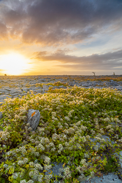 august,flower,golden,lowland,summer,sunrise