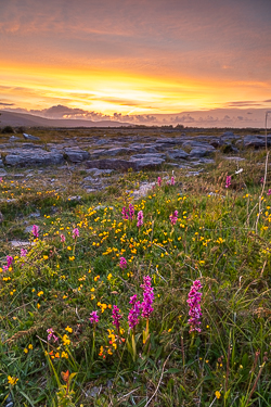 flower,may,orchid,spring,dusk,lowland