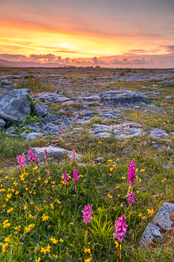 afterburn,dusk,flower,may,orchid,spring,dusk,lowland