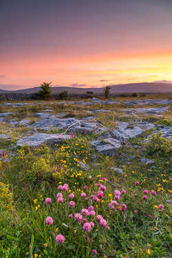 afterburn,dusk,flower,long exposure,may,spring,dusk,lowland