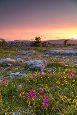 afterburn,dusk,flower,long exposure,may,orchid,spring,dusk,lowland