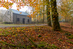 autumn,golden hour,november,sunrise,woods,lowland