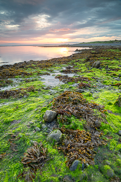 algae,doorus,september,summer,sunrise,coast,green