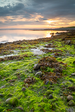 algae,doorus,september,summer,sunrise,coast,green,golden