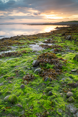 algae,doorus,september,summer,sunrise,coast,green,golden