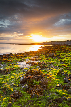 algae,doorus,september,summer,sunrise,coast,green,golden