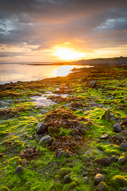 algae,doorus,september,summer,sunrise,coast,green,golden