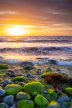 coast,flaggy shore,golden,green algae,july,summer,sunset,portfolio