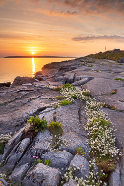april,flaggy shore,flowers,orange,spring,sunrise,coast