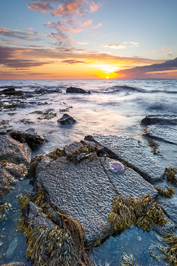 coast,golden,jellyfish,june,spring,sunset,traught