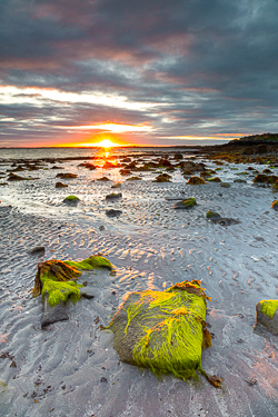 algae,may,spring,sunrise,sunstar,traught,beach,coast