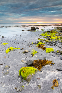 green algae,june,kinvara,spring,sunrise,traught,coast,beach